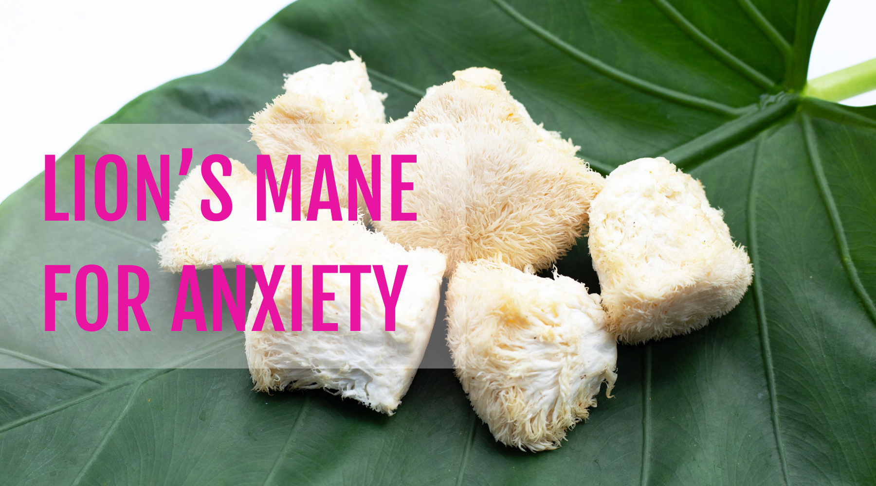 Lion's Mane: A Natural Ally Against Anxiety