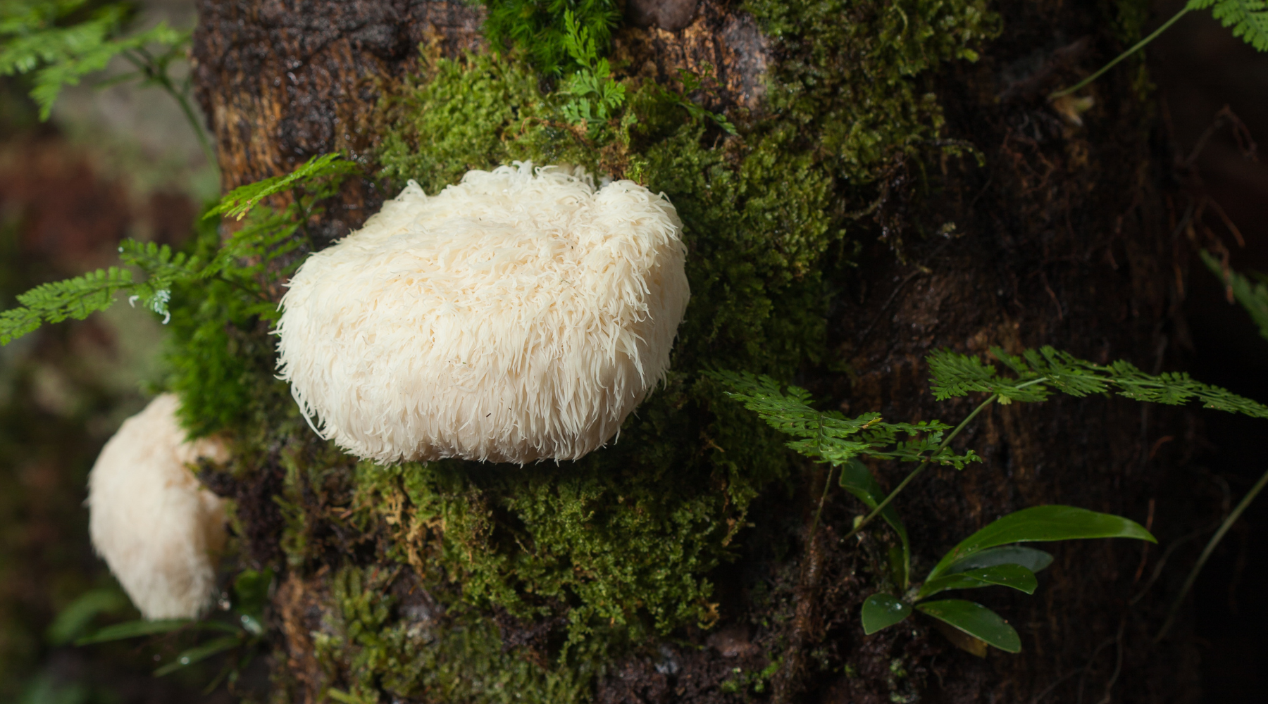 10 Things You Didn't Know About Lion's Mane
