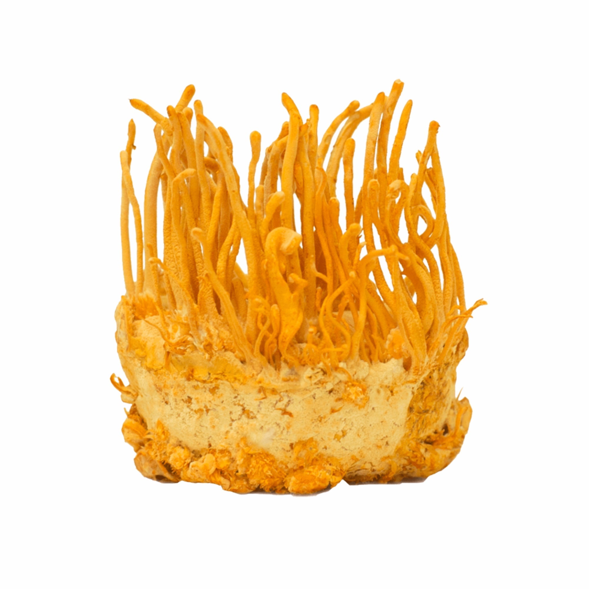 Cordyceps
